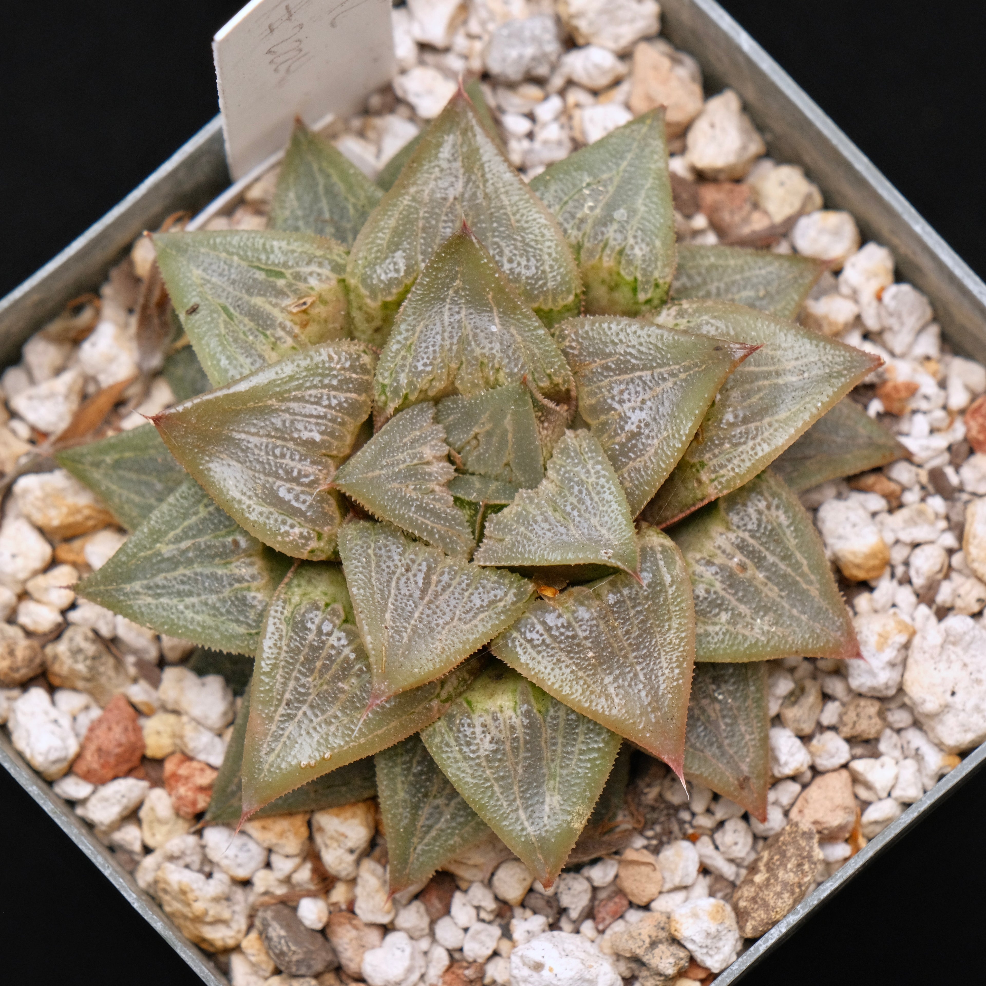 Jim Smith Haworthia Hybrid Succulent Plant