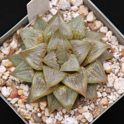 Jim Smith Haworthia Hybrid Succulent Plant