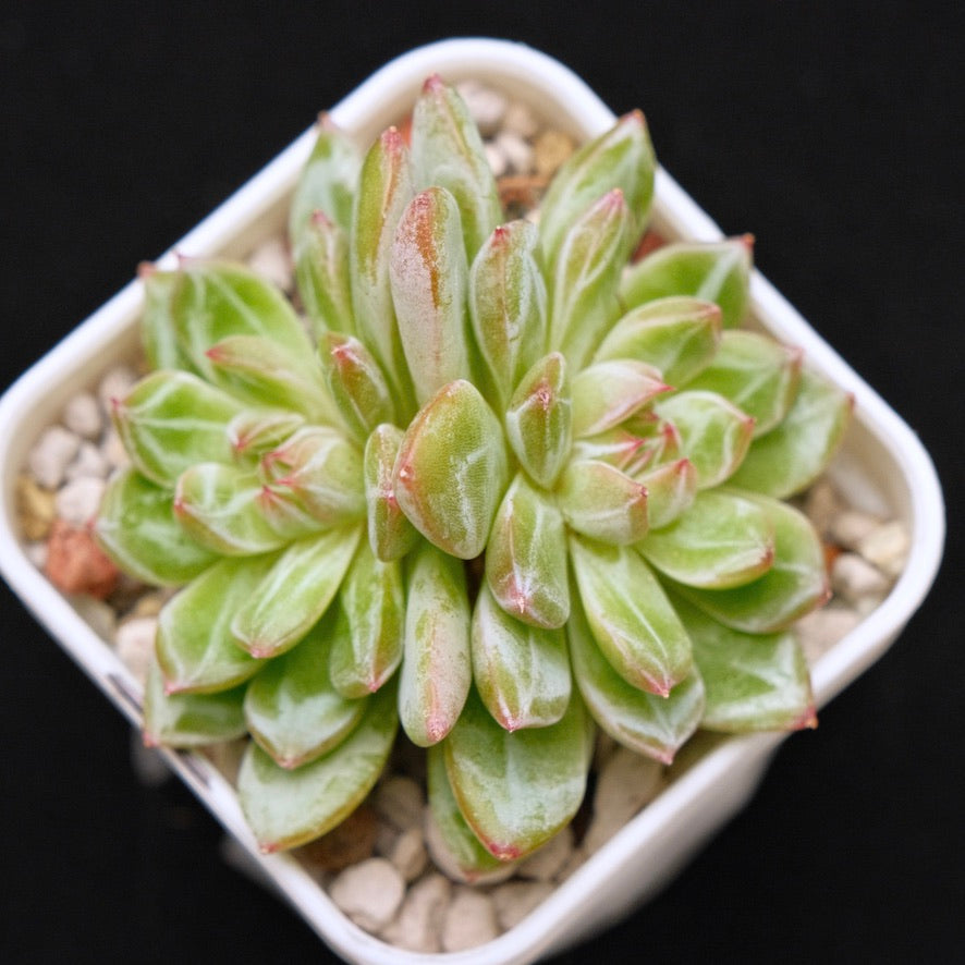 Echeveria Snowflake Jelly Korean Succulent Plant *Rare*