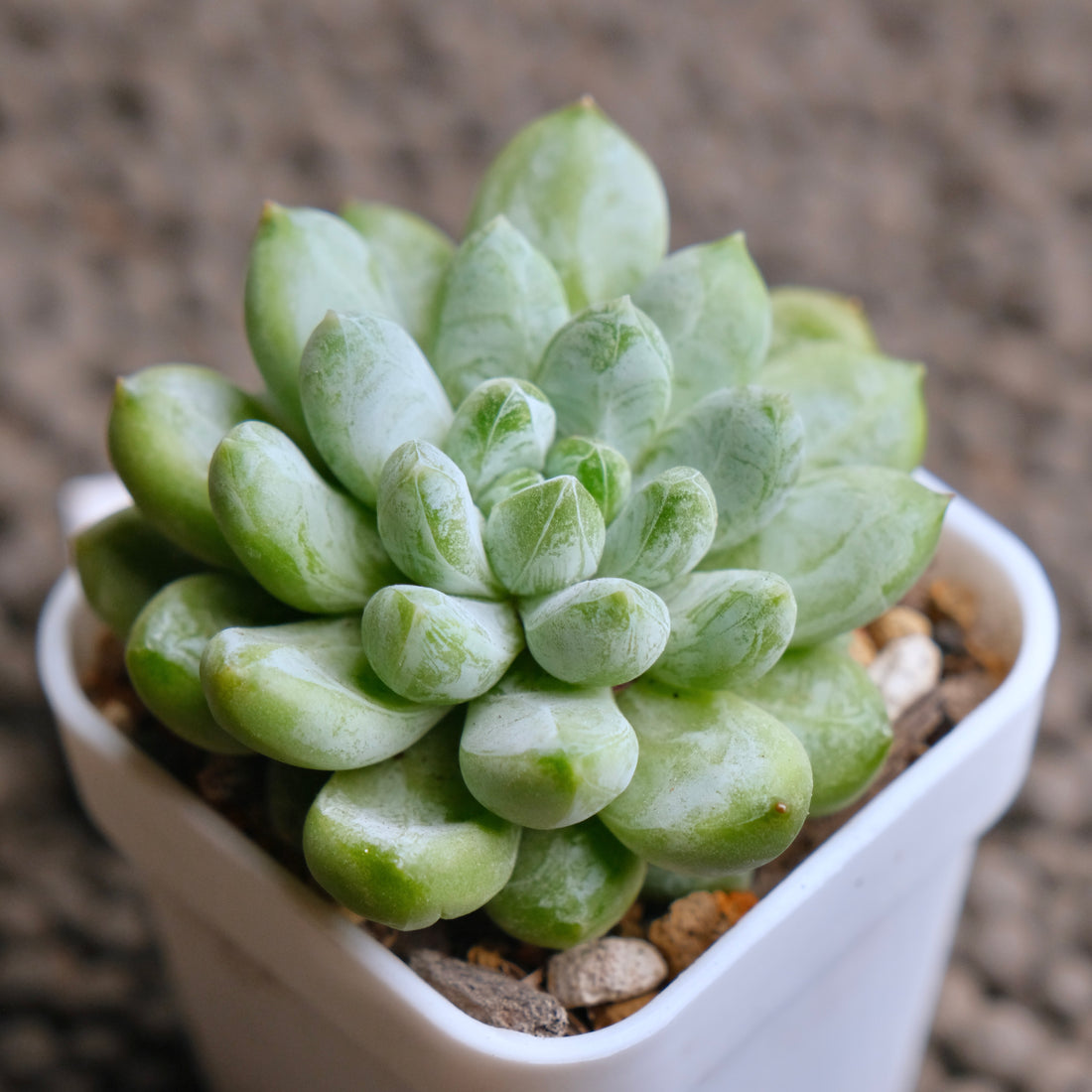 Pachyveria Cocoa Beans Imported Succulent Plant - G