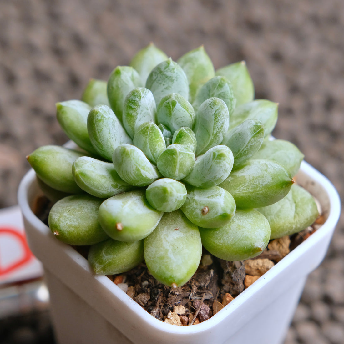 Pachyveria Cocoa Beans Imported Succulent Plant - D