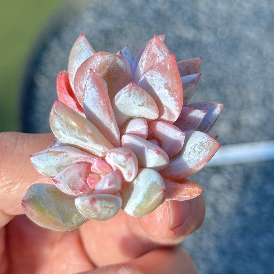 Echeveria Trumso Succulent Plant G