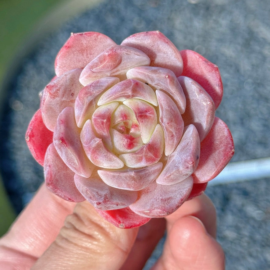 Echeveria Rosé Succulent Plant C