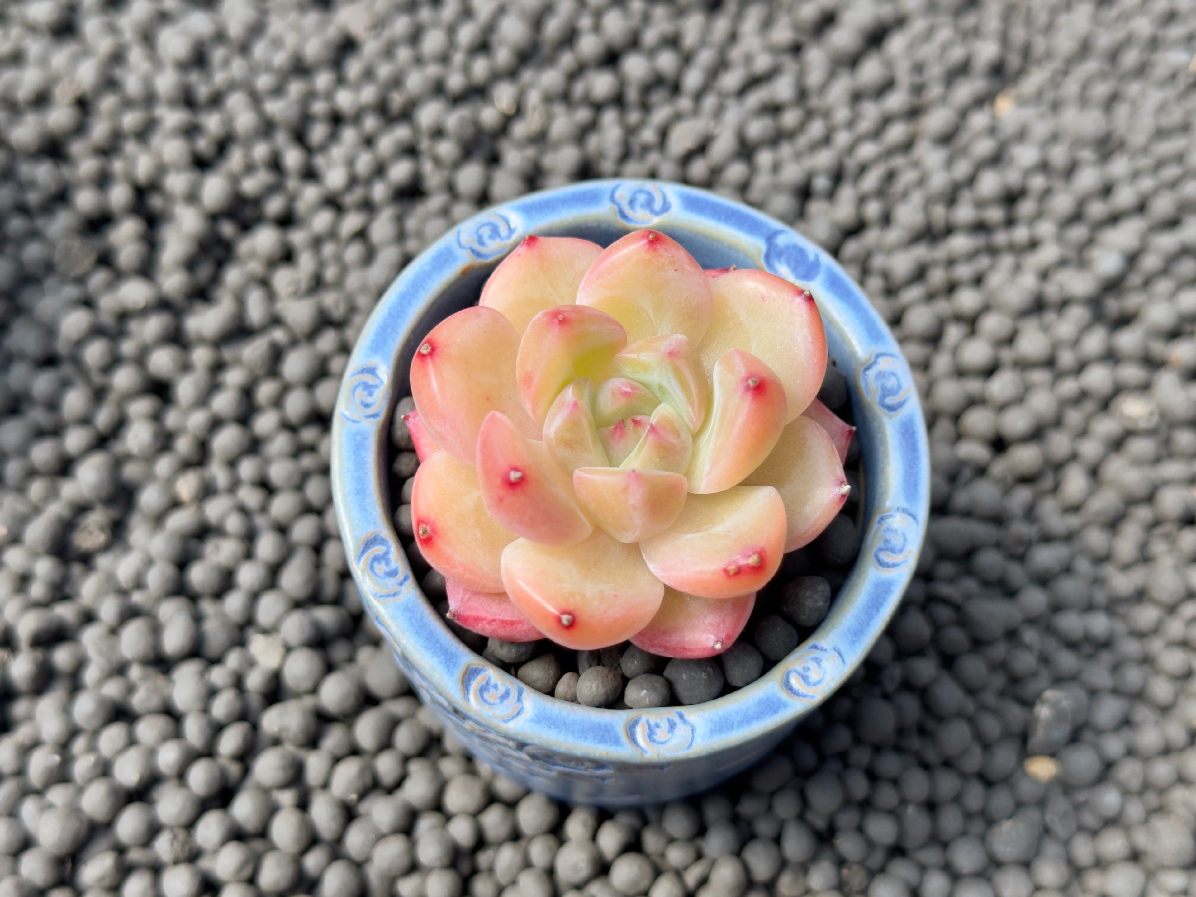 Echeveria Diamond Jelly Imported Succulent Plant