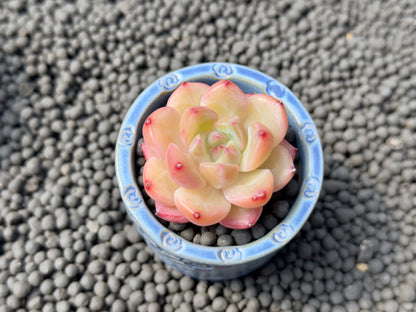 Echeveria Diamond Jelly Imported Succulent Plant