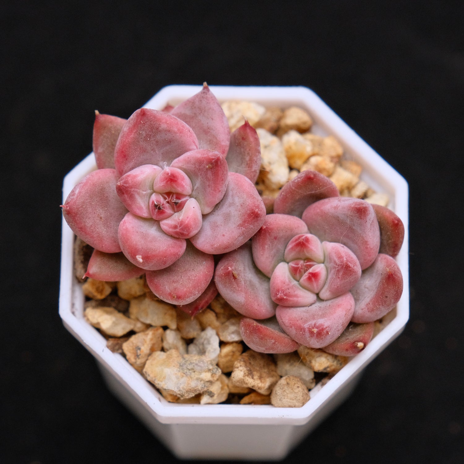 Echeveria Peña Korean Succulent Plant