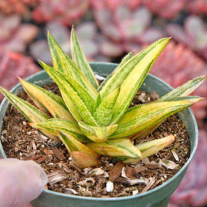 Gasteraloe Green Gold Variegated Succulent Plant