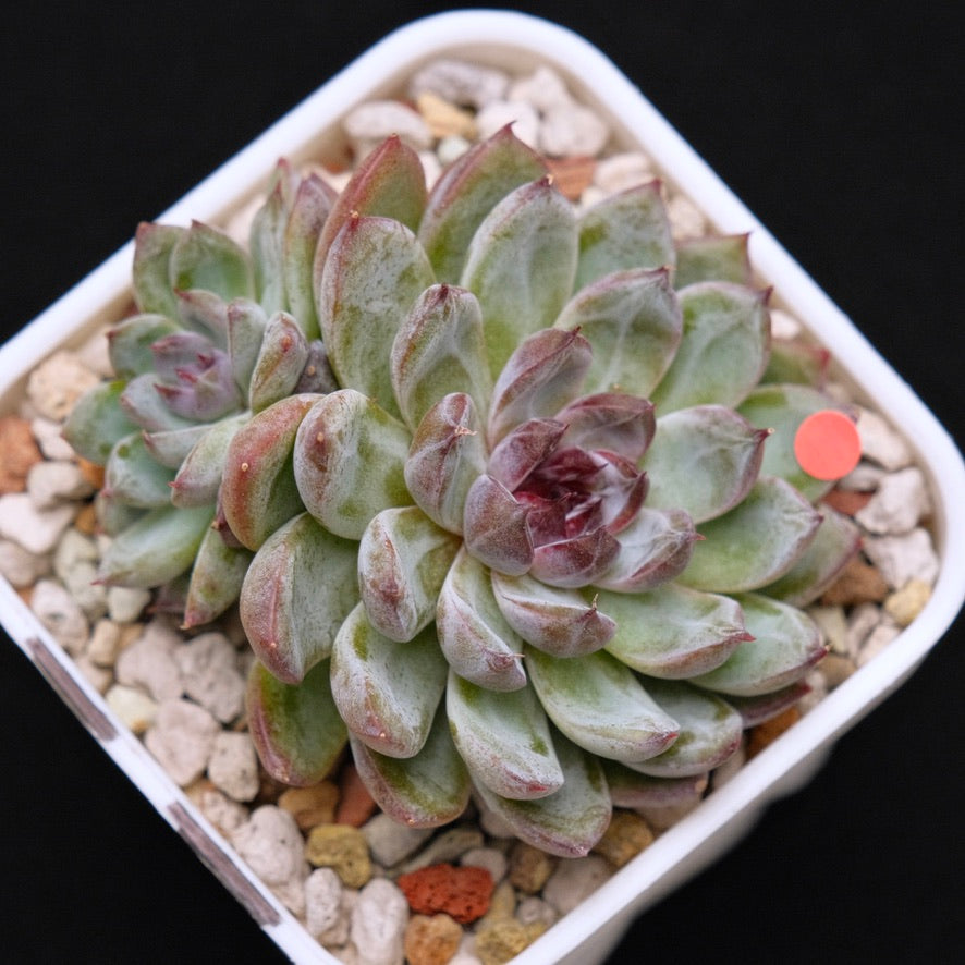 Echeveria Gem Stone Korean Succulent Plant