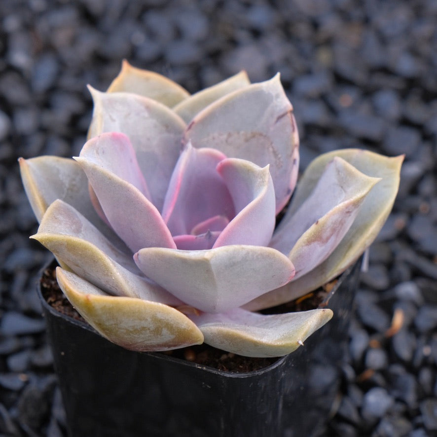 Echeveria Perle von Nurnberg Locally Grown Succulent Plant