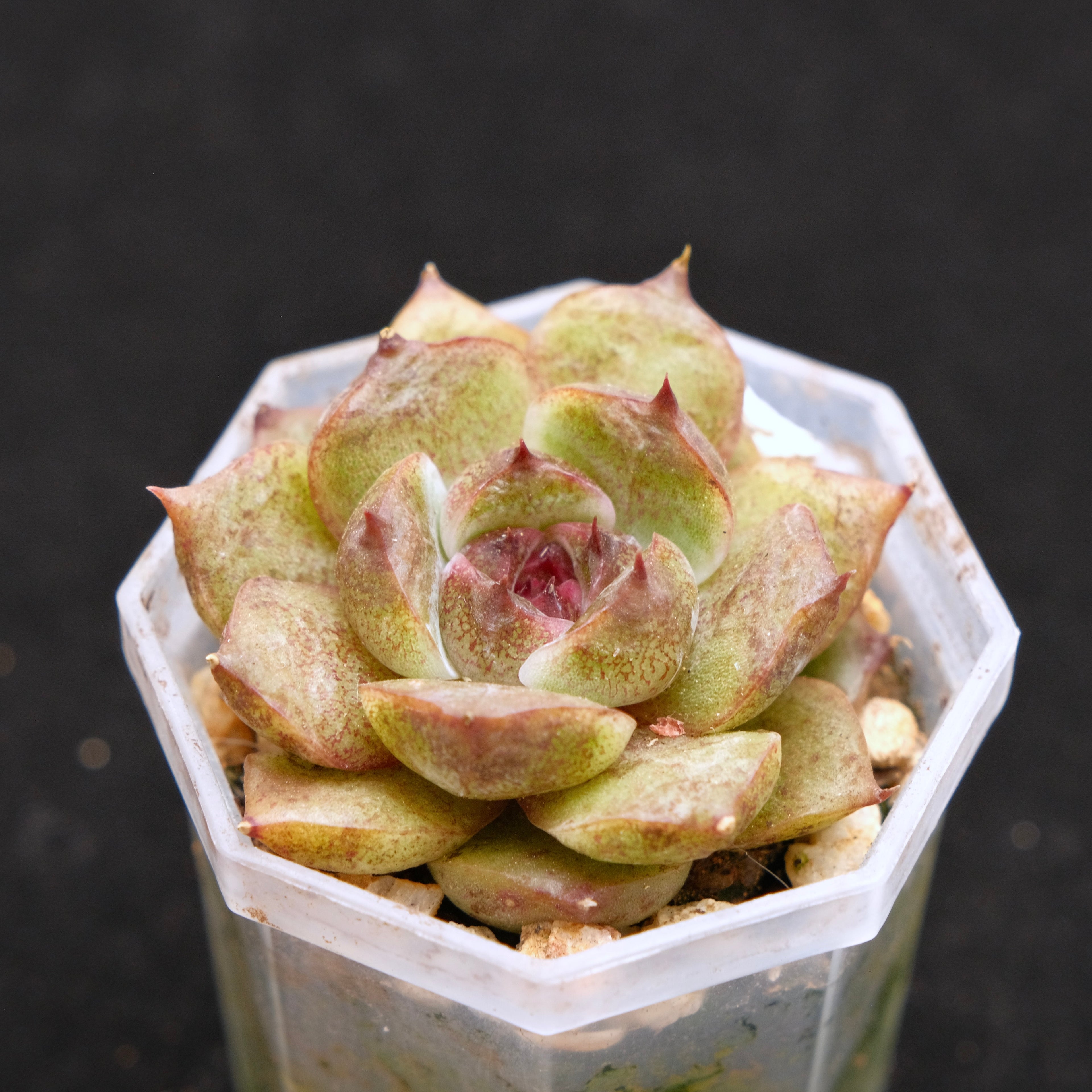 Echeveria Black Crystal Korean Succulent Plant