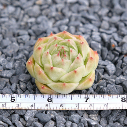 Echeveria Malgan Imported Succulent Plant