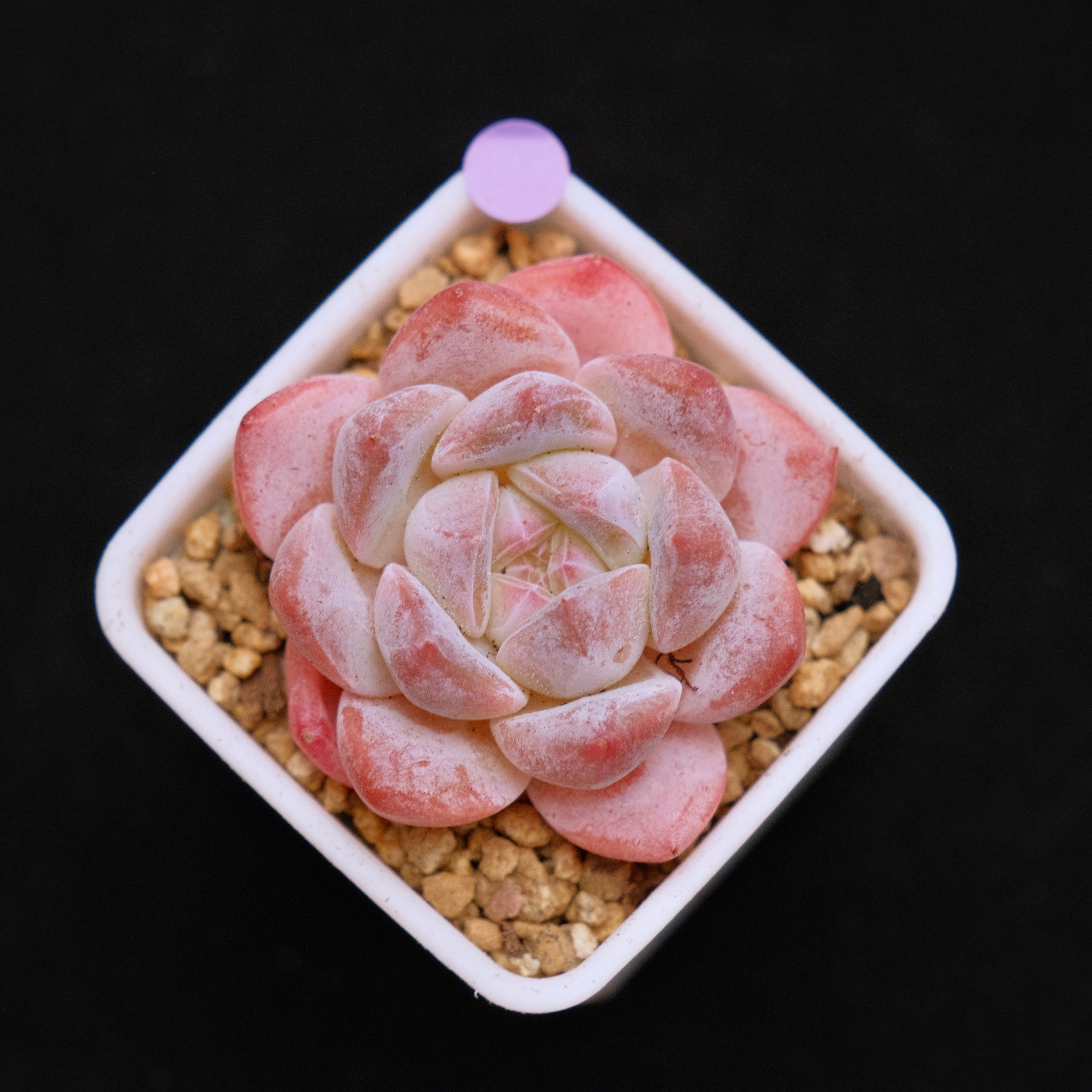 Echeveria Hyalina hybrid Imported Succulent Plant