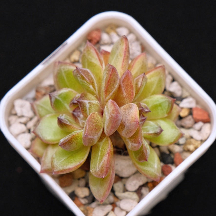 Echeveria Black Champagne Korean Succulent Plant