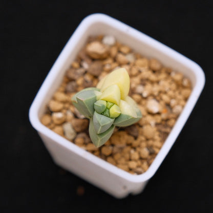 Variegated Corpuscularia lehmanii baby Korean Succulent Plant