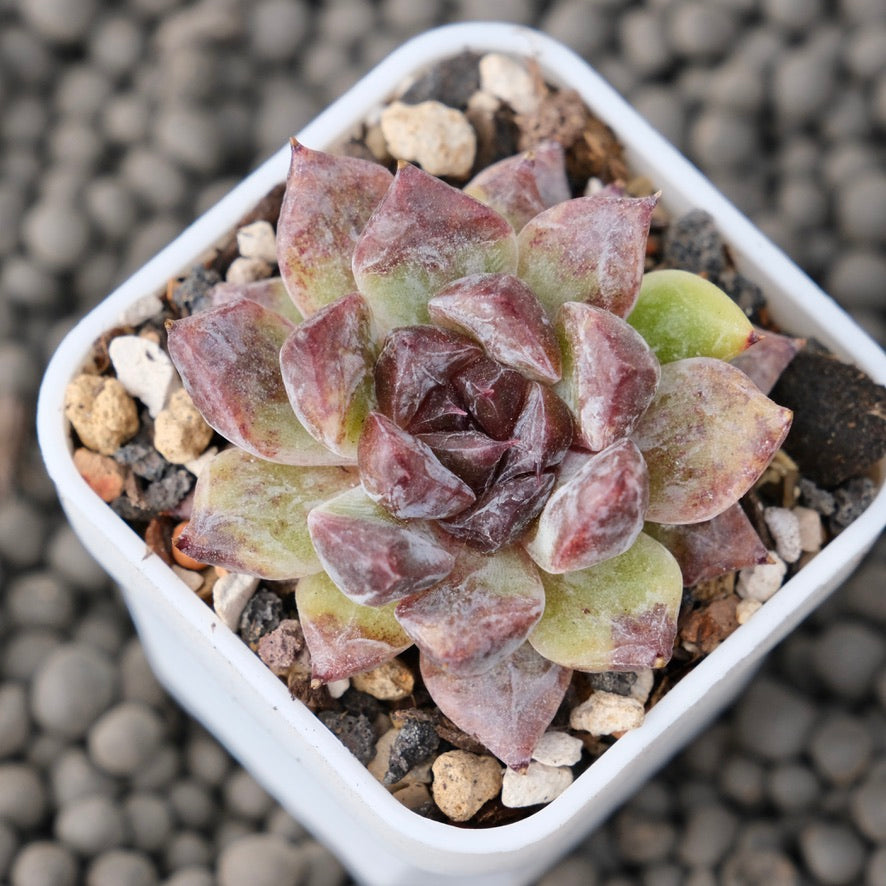 Echeveria Zaragoza Jelly Korean Succulent Plant