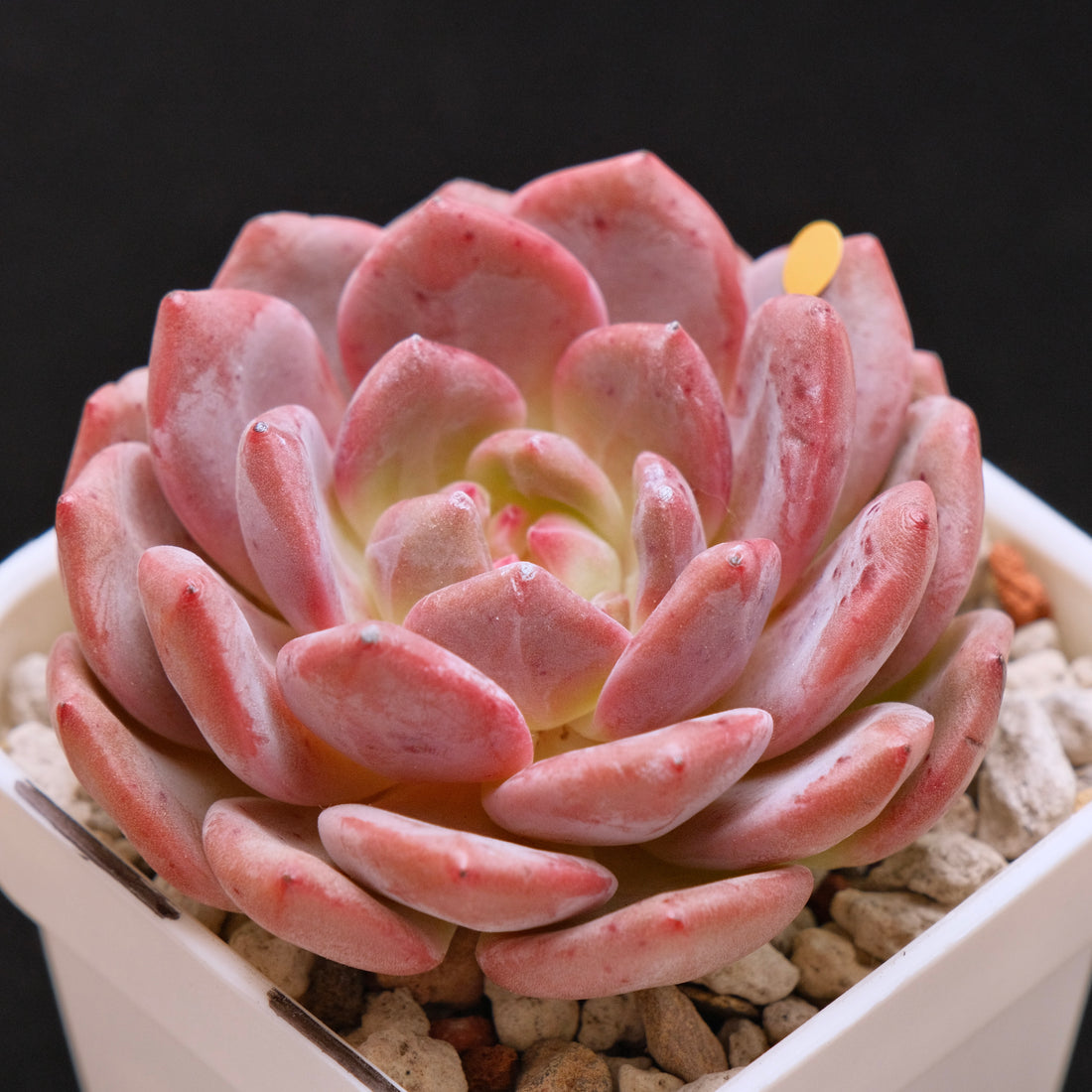 Echeveria Ariel Korean Succulent Plant