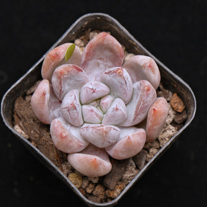 Echeveria Sugar Korean Succulent Plant