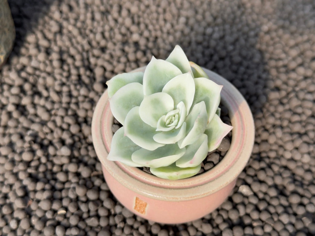 Variegated Echeveria Lemon Rose Korean Succulent Plant