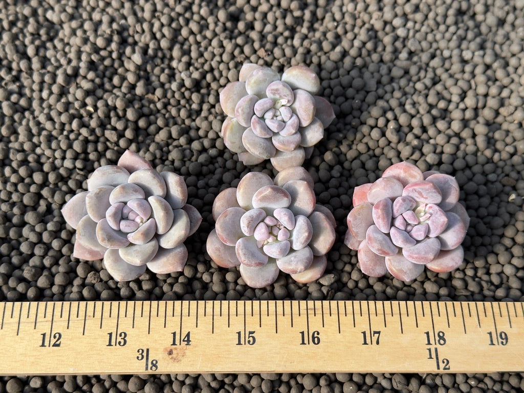 Graptoveria Amaria Korean Succulent Plant Air Magic Hybrid