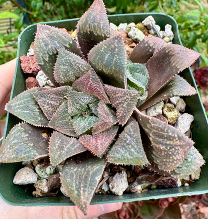 Haworthia &
