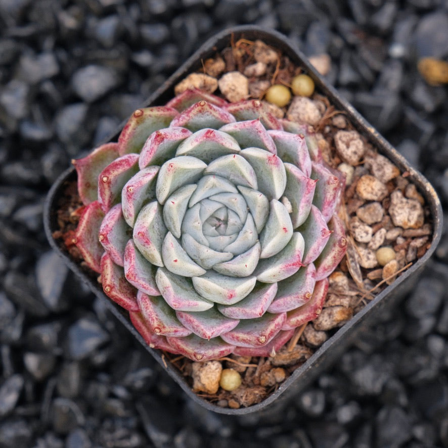 Echeveria sarahime hybrid Korean Imported Succulent Plant