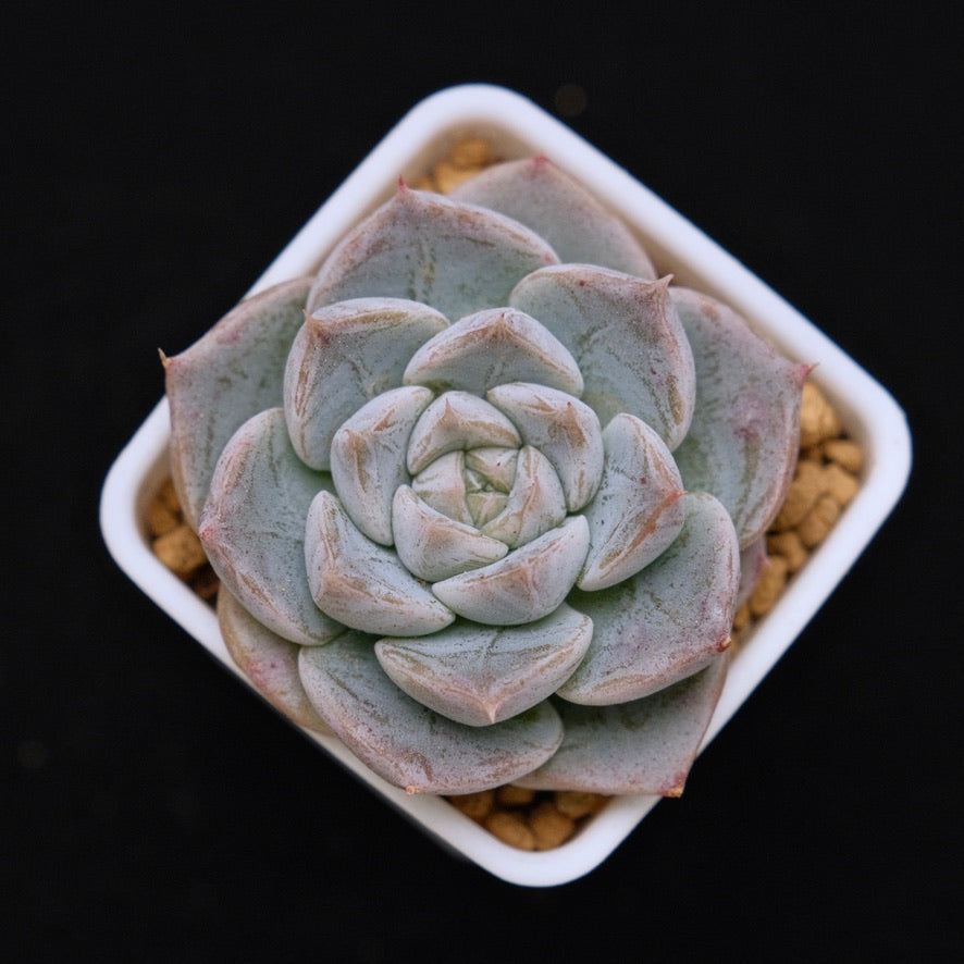 Echeveria Royal Star Korean Succulent Plant