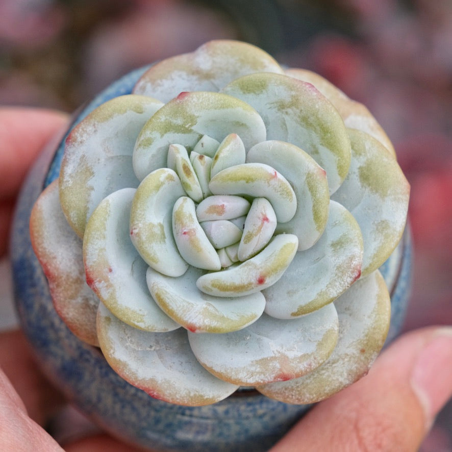 Echeveria laui Imported Succulent Plant
