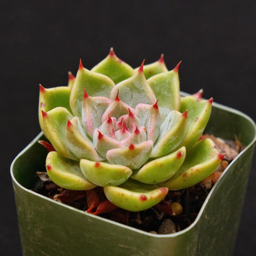Echeveria sarahime x chihuahuaensis Korean Succulent Plant Changhee hybrid