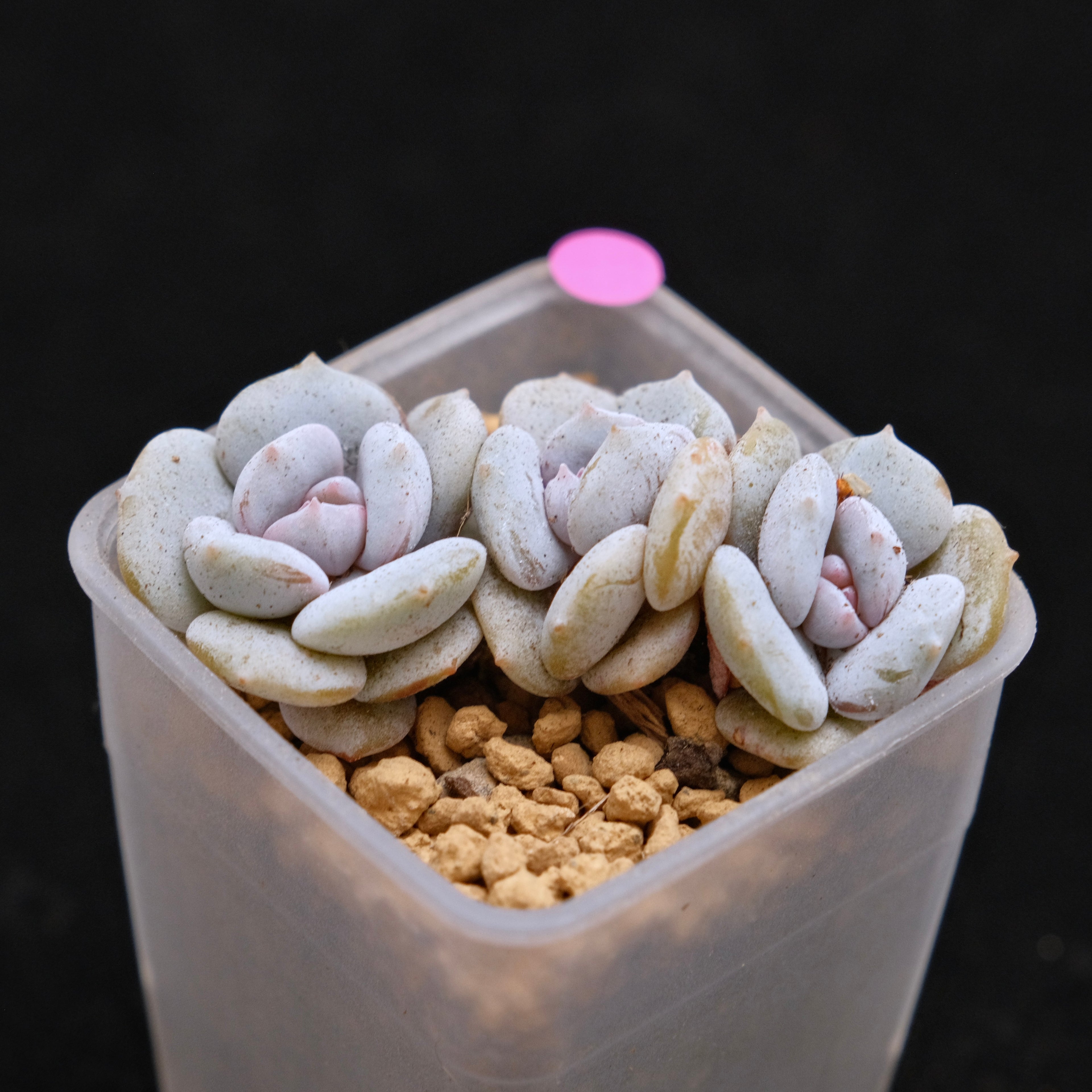 Echeveria Milk Purple babies Korean Succulent Plant Changhee Hybrid
