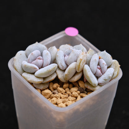 Echeveria Milk Purple babies Korean Succulent Plant Changhee Hybrid