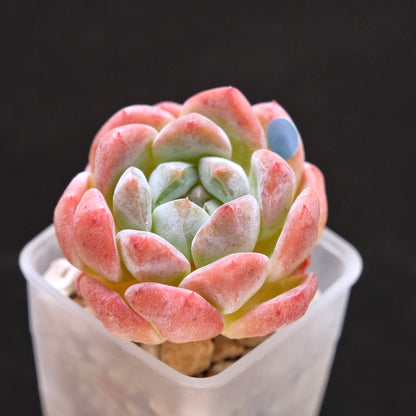 Echeveria Phantom of Pink Korean Succulent Plant