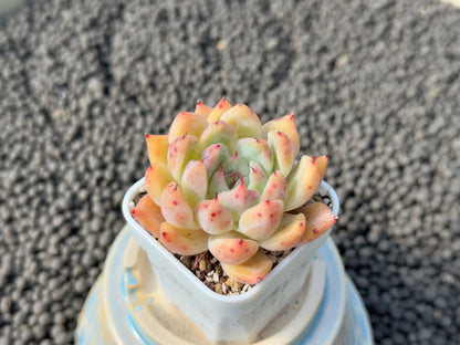 Echeveria Holy Knight Korean Succulent Plant Hwaga Hybrid