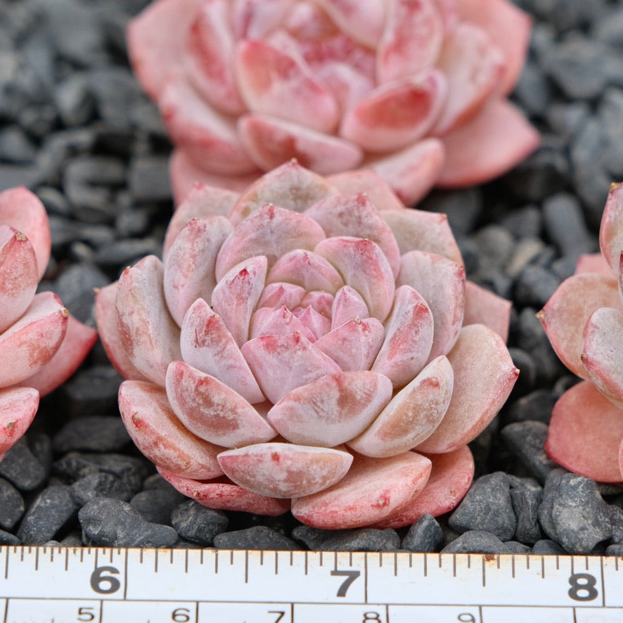Echeveria Galaxy Imported Succulent Plant