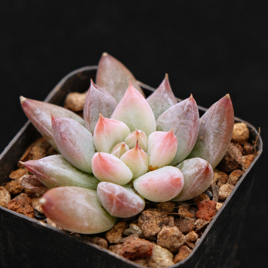 Echeveria tolimanensis hybrid Korean Succulent Plant