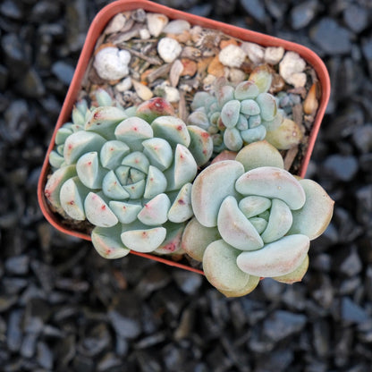 Korean Succulent bbs Korean Succulent Plant