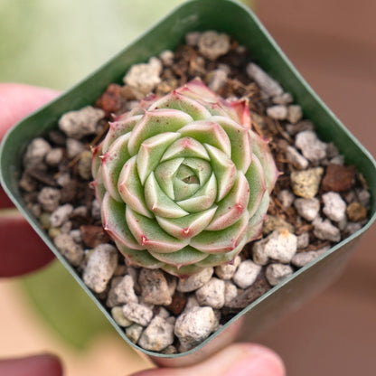 Echeveria Andres Korean Succulent Plant