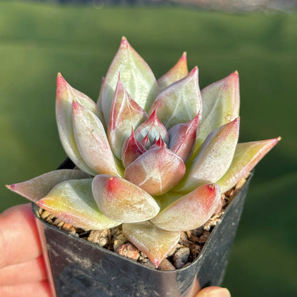Echeveria Ice Muscle Korean Succulent Plant