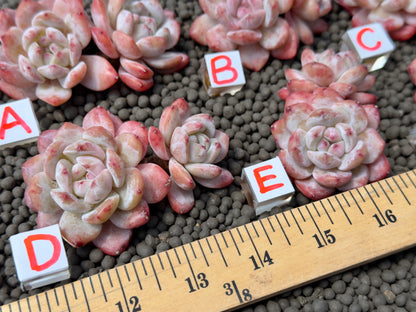 Double Echeveria Monroe Imported Succulent Plant