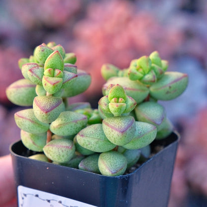 Crassula brevifolia Succulent Plant