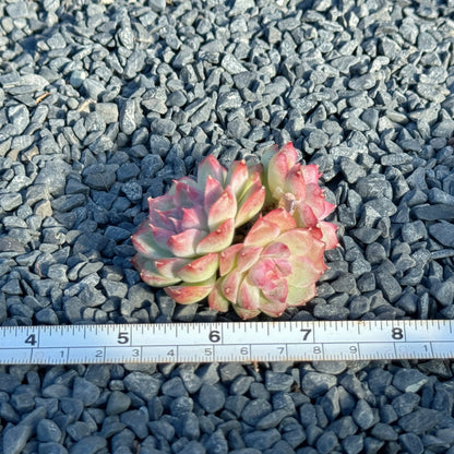 Echeveria Pink Shadow Korean Succulent Plant A *New*