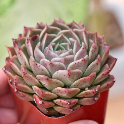 Echeveria Ruby High Korean Succulent Plant Changhee hybrid