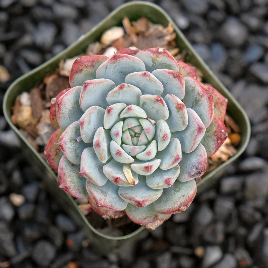 Echeveria Minima B Succulent Plant