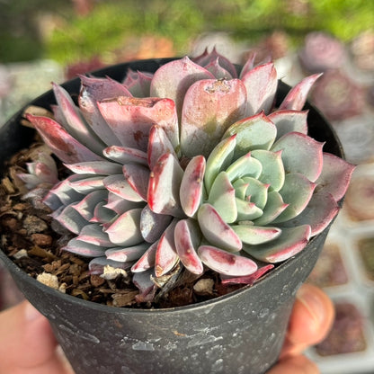 Echeveria Laurensis Succulent Plant