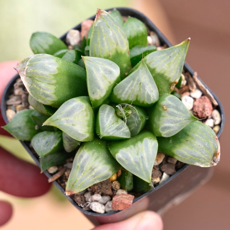 Haworthia Byakuya Succulent Plant