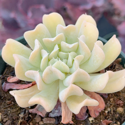 Echeveria Topsy Turvy Succulent Plant