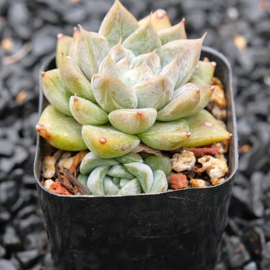 Echeveria Moire Changhee Hybrid Korean Succulent Plant