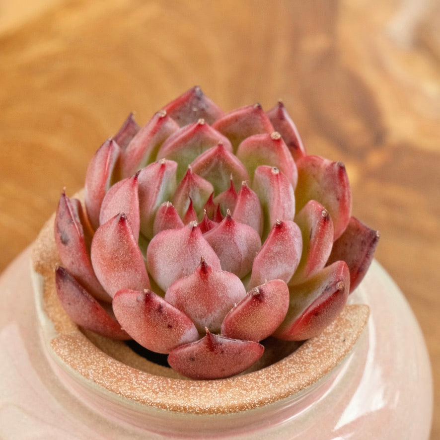 Echeveria Nomad Korean Succulent Plant