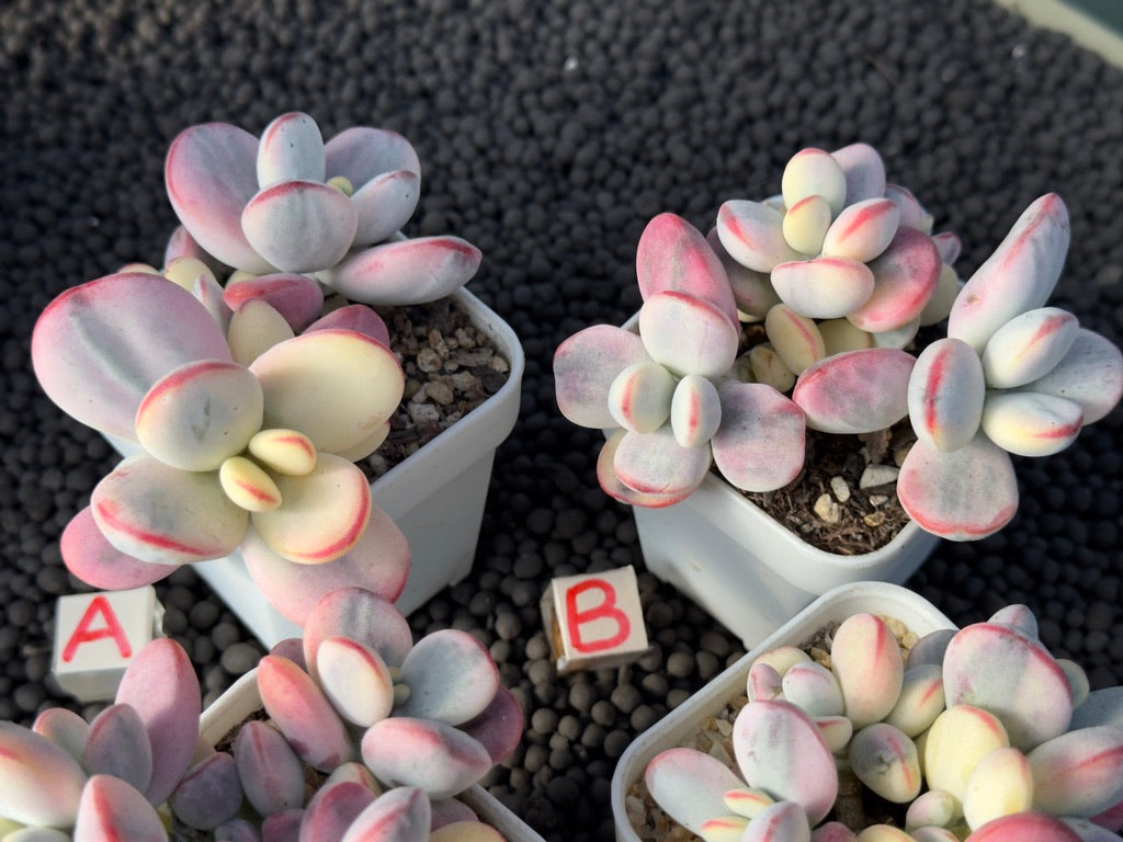 Variegated Cotyledon orbiculata Korean Succulent Plant