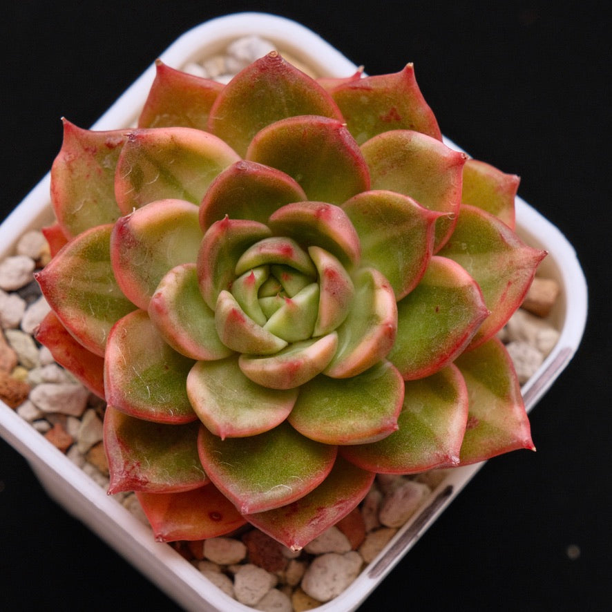Variegated Echeveria Leopard Korean Succulent Plant