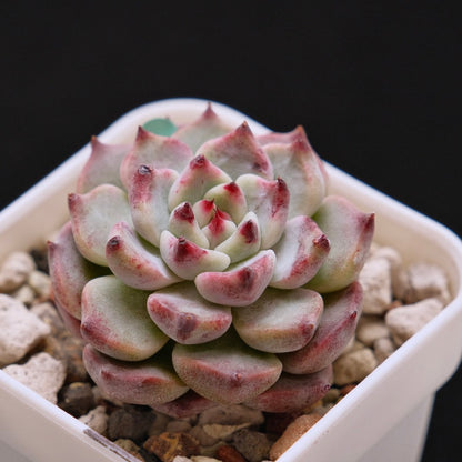 Echeveria Sakura Drop Korean Succulent Plant